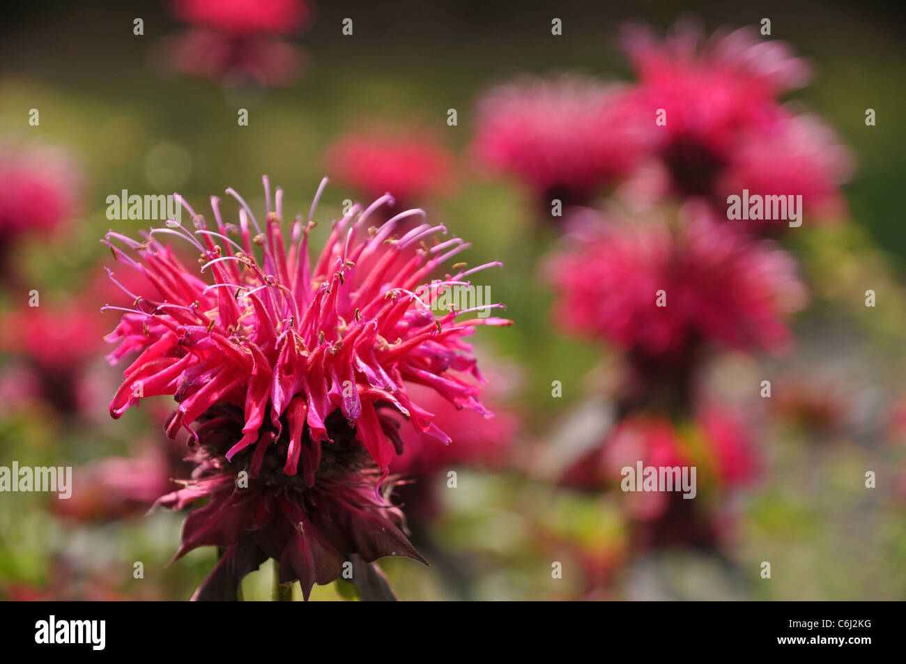 Bellissimo fiore rosso della Monarda horsemint Foto Stock