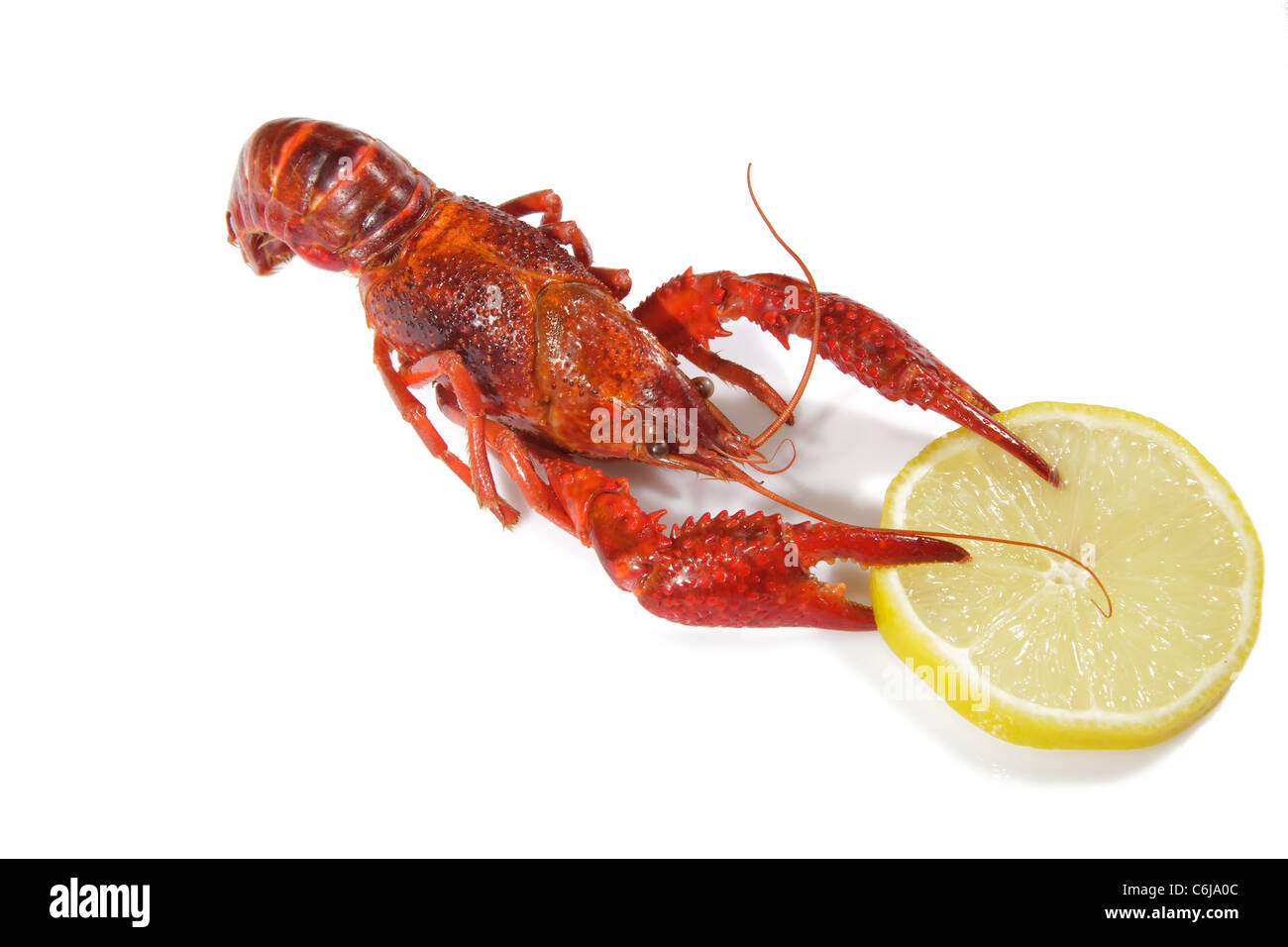 L'aragosta con limone sullo sfondo isolato. Foto Stock