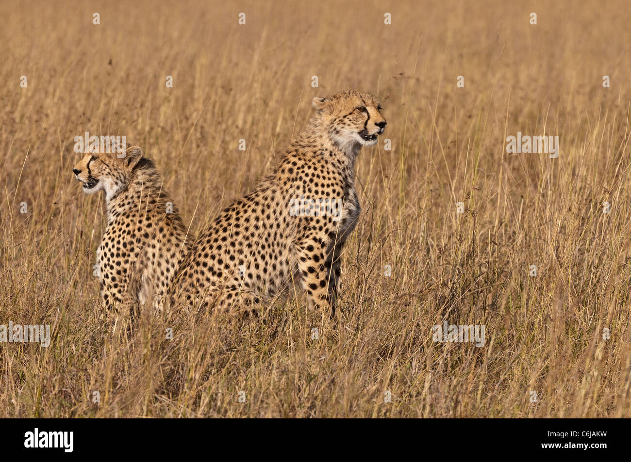 Due ghepardo (Acinonyx jubatus) nel lungo erba secca. Foto Stock Due ghepardo (Acinonyx jubatus) nel lungo erba secca. Foto Stock