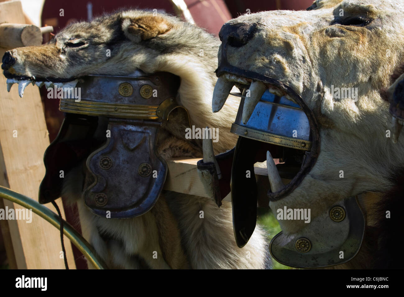 Pelle di leone e lupo di acconciatura di pelle in mostra a rievocazione storica in Kent Foto Stock