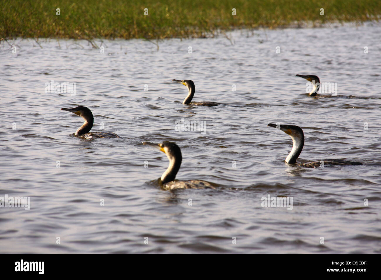 Petto bianco cormorani a nuotare in un fiume Foto Stock