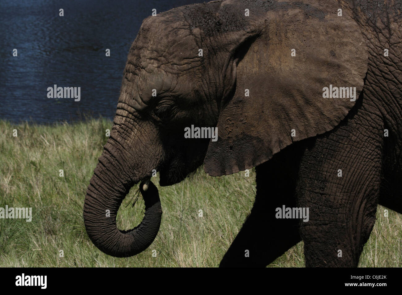 Giovani di alimentazione di elefante Foto Stock