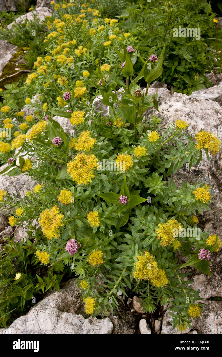 Roseroot, Sedum rosea = Rhodiola rosea; grandi grumi in fiore nelle Alpi Giulie, Slovenia Foto Stock