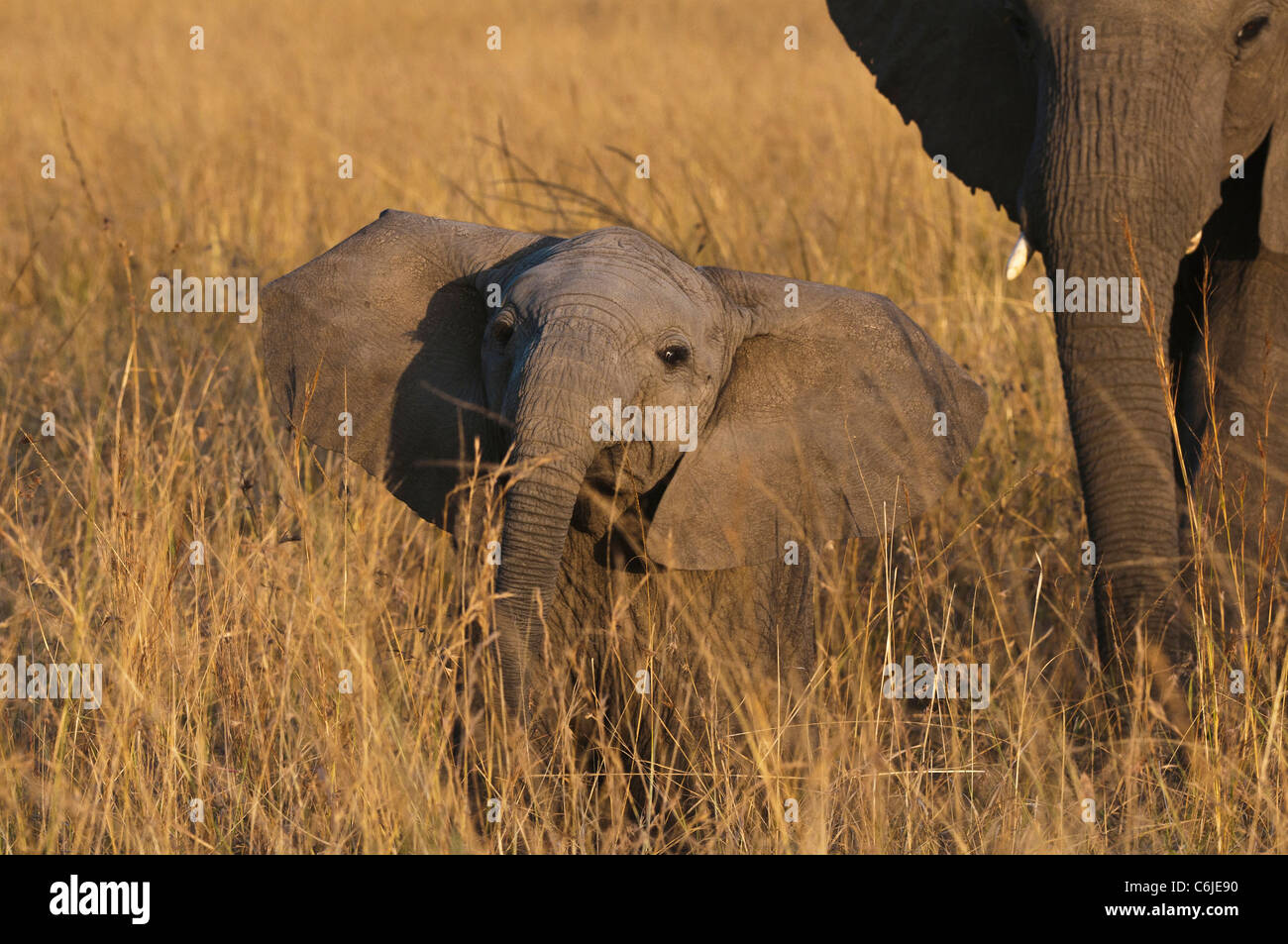 Un giovane africano vitello di elefante africano (Loxodonta africana) solleva la sua testa e spinge il suo tronco in una postura di minaccia Foto Stock