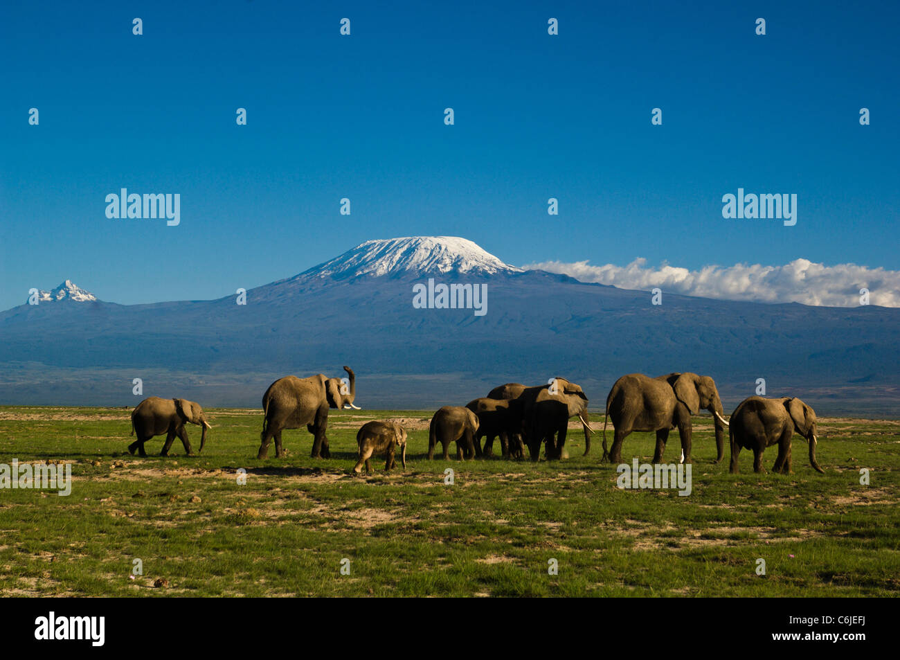 Un branco di elefanti africani con lo snow-capped Kibo e Mawenzi cime del Monte Kilimanjaro in background. Foto Stock