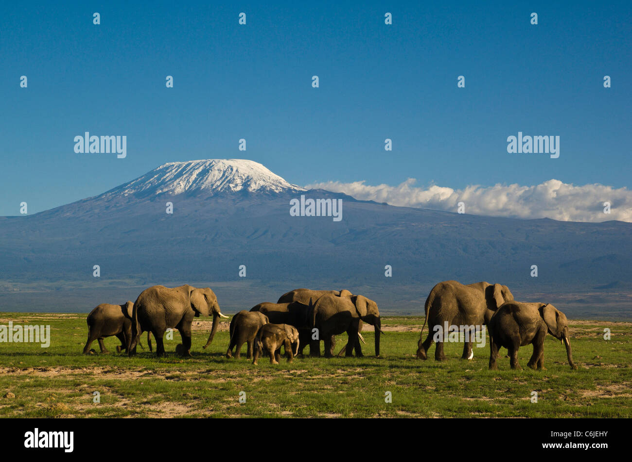 Un branco di elefanti africani con lo snow-capped Kibo picco del Monte Kilimanjaro in background. Foto Stock