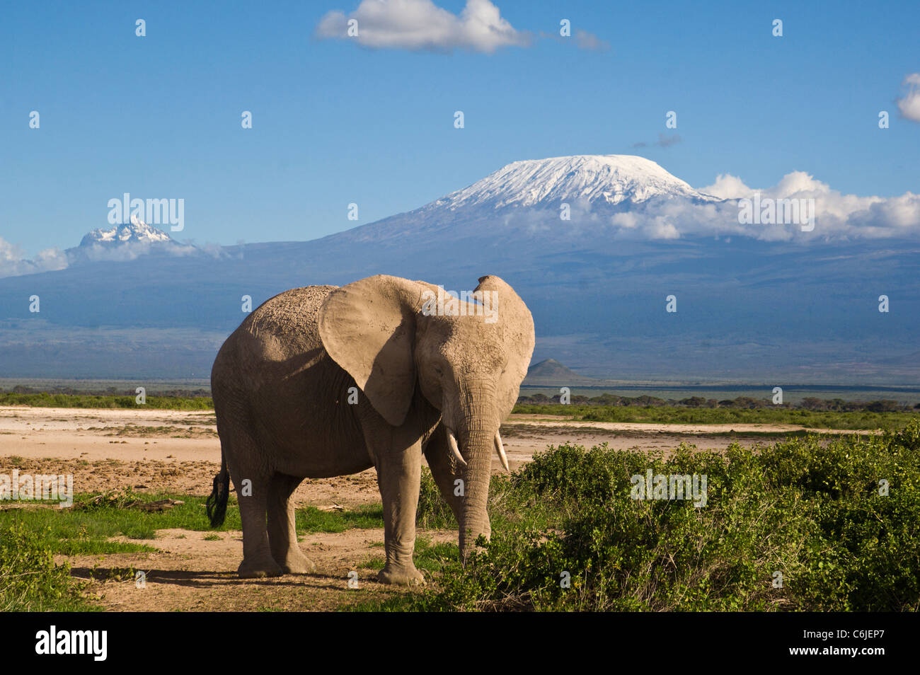 Un elefante solitario di alimentazione con Kibo picco, picco principale del Monte Kilimanjaro, in background, picco Mawenzi a sinistra. Foto Stock