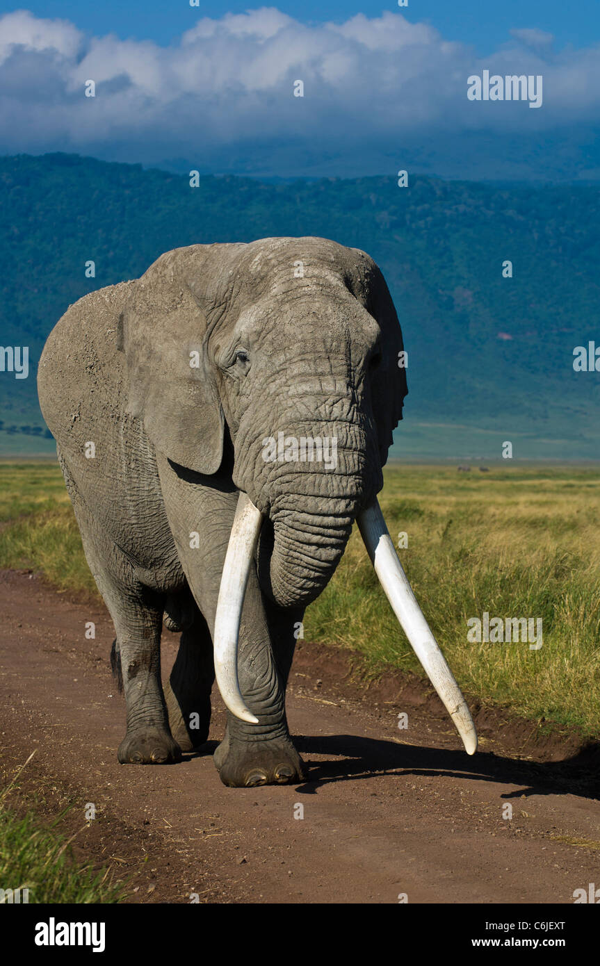 Un grande tusker dell' elefante africano bull, (Loxodonta africana) conosciuta dai locali come Babu" (padre) di corsa a lunghe falcate verso il basso di una traccia Foto Stock