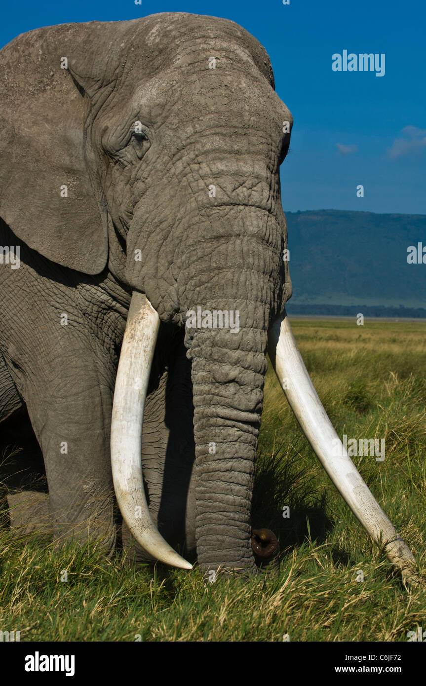 Un grande tusker dell' elefante africano bull, (Loxodonta africana) conosciuta dai locali come Babu" (padre) passi attraverso le praterie Foto Stock