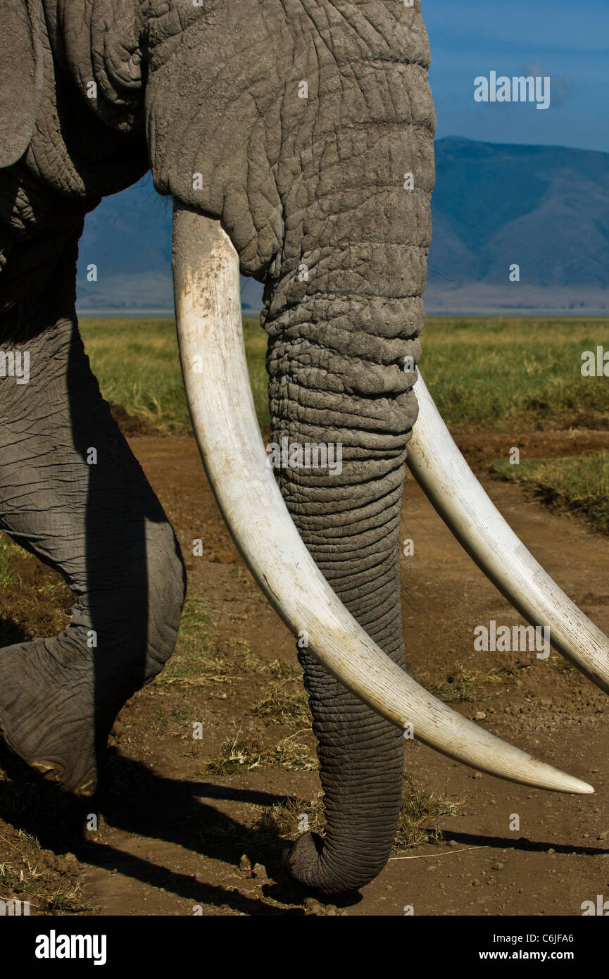 Un grande tusker dell' elefante africano bull, (Loxodonta africana) conosciuta dai locali come Babu" (padre) di corsa a lunghe falcate verso il basso di una traccia Foto Stock