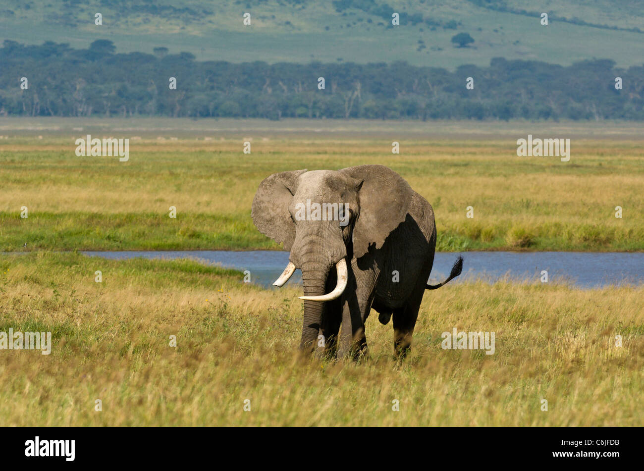 Un grande tusker dell' elefante africano bull, (Loxodonta africana) passi attraverso i prati dopo la visita di un fiume Foto Stock