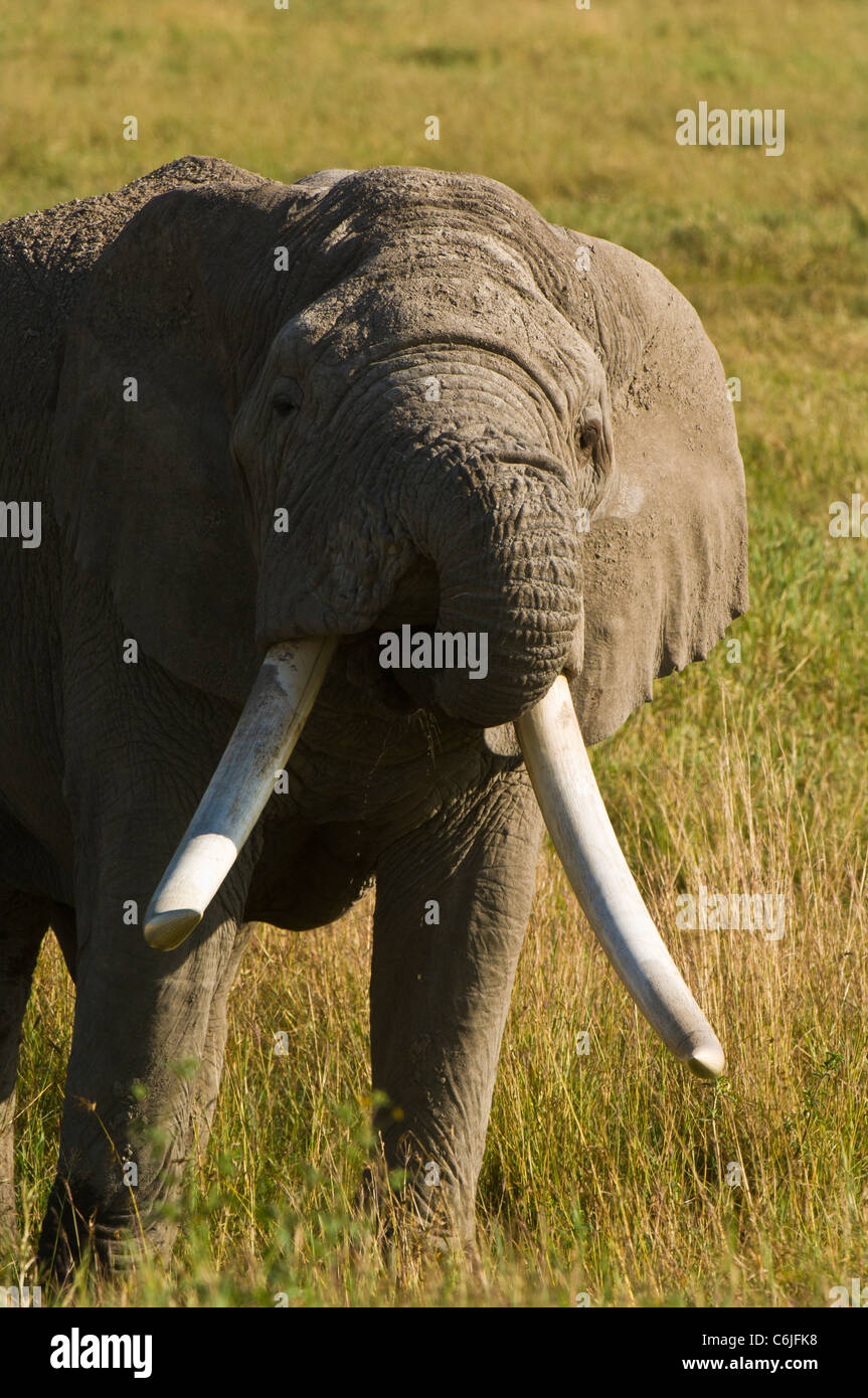 Un grande tusker dell' elefante africano bull, (Loxodonta africana) drink da un waterhole Foto Stock