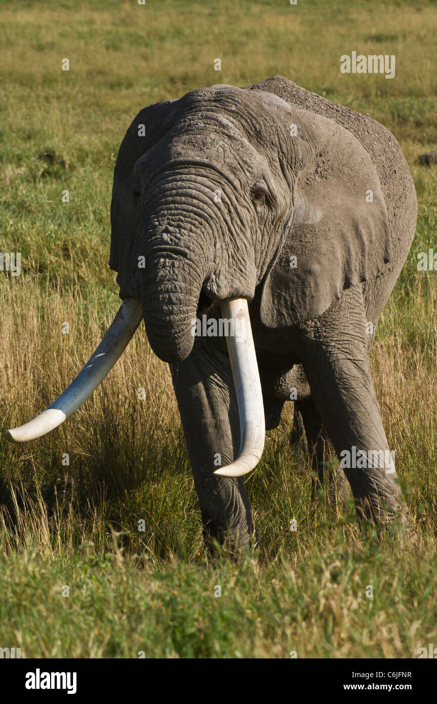 Elefante africano con grandi zanne alimentando in erba lunga Foto Stock