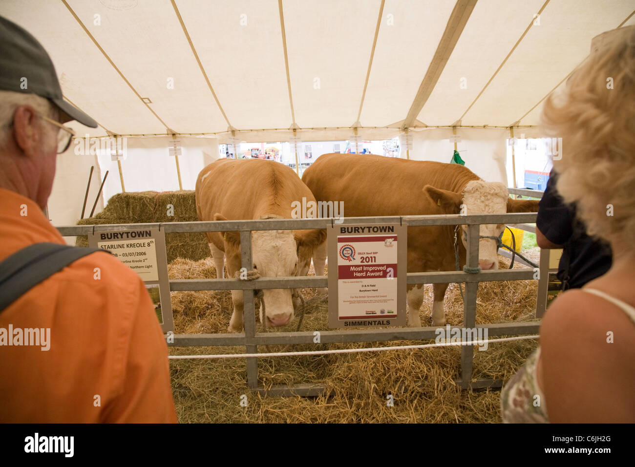 Bovini tenda presso la New Forest Show 2011, Hampshire, Inghilterra Foto Stock