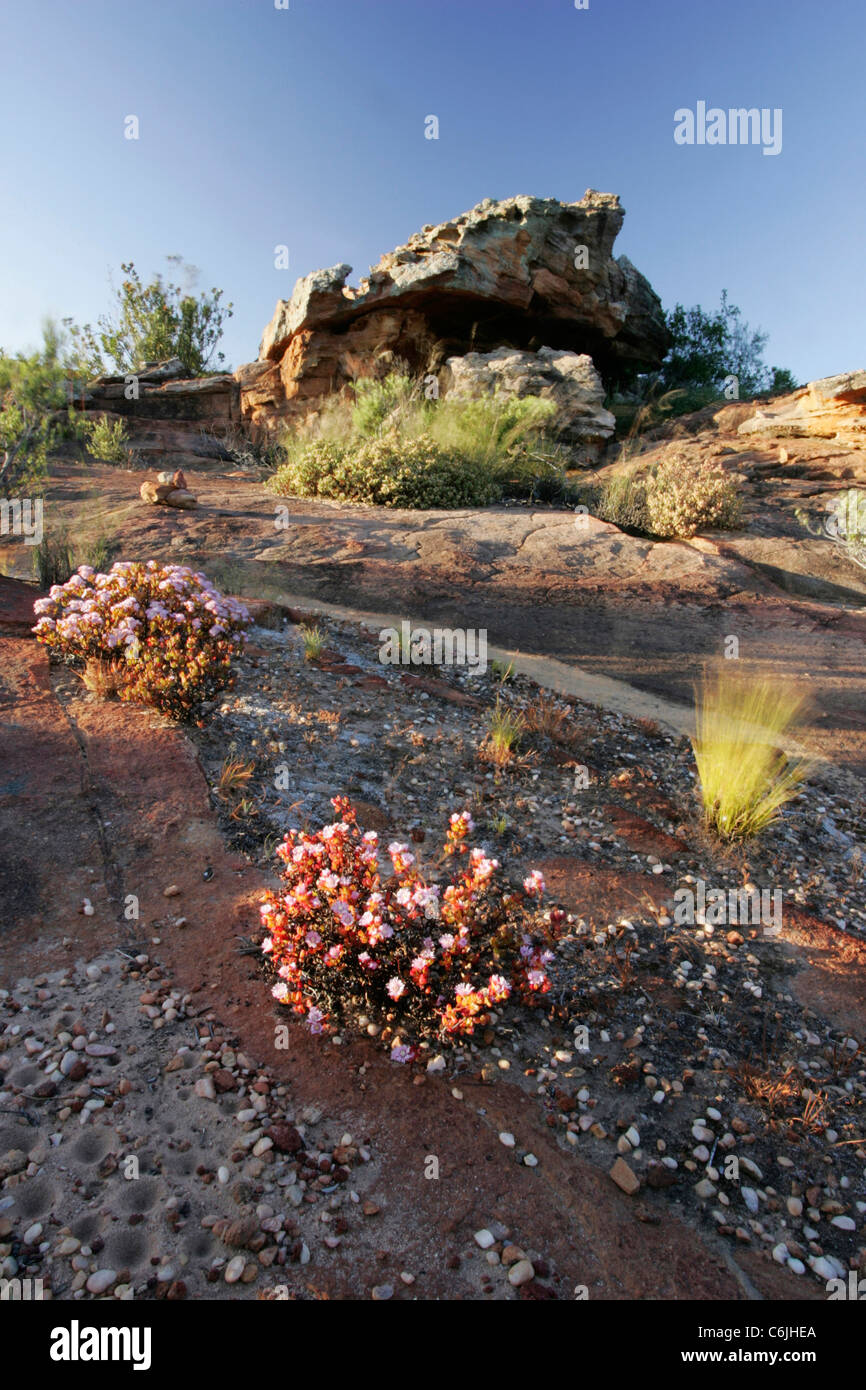 Fiori selvatici che crescono in condizioni aride Foto Stock