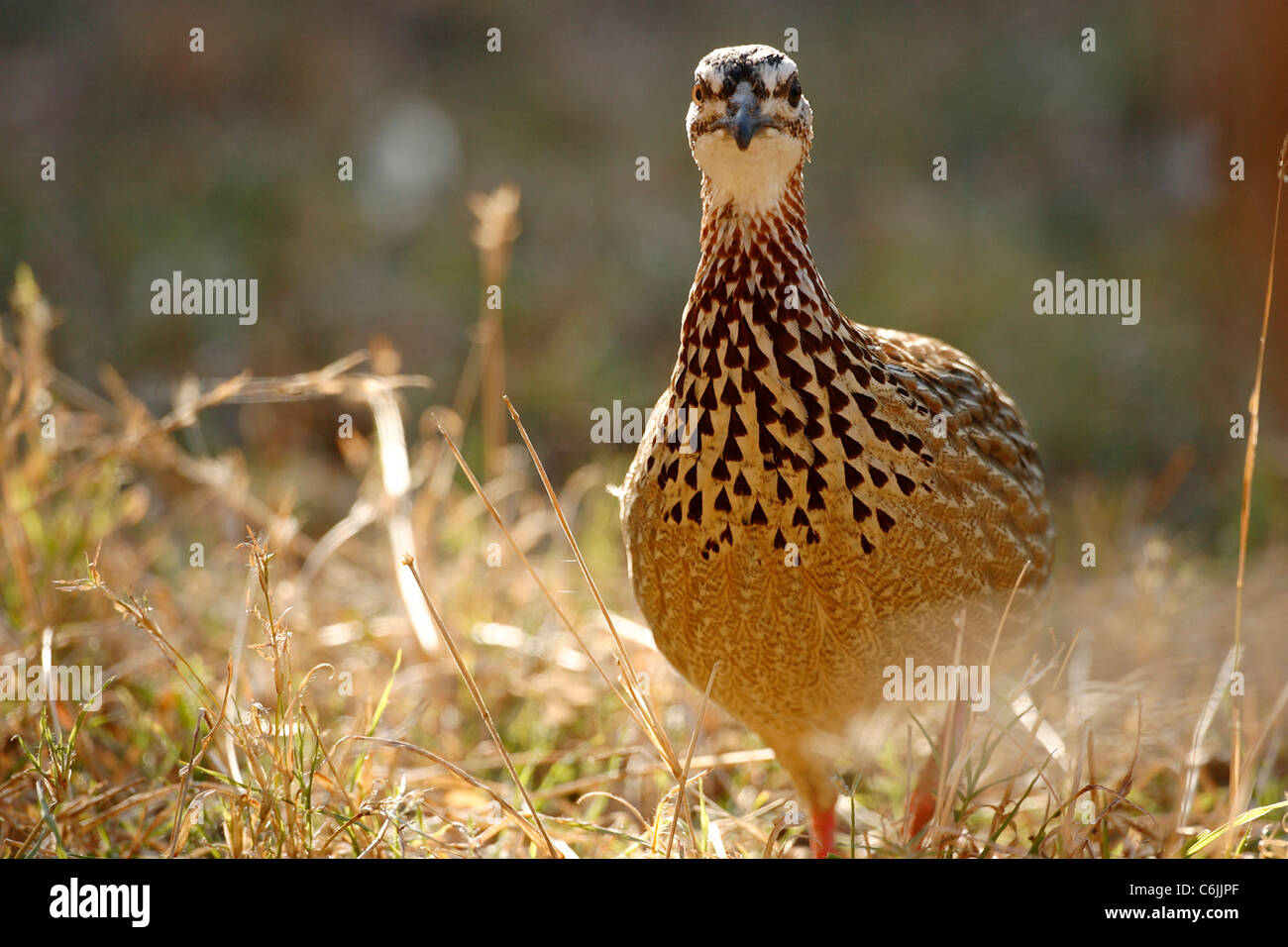 Crested francolin in erba secca Foto Stock