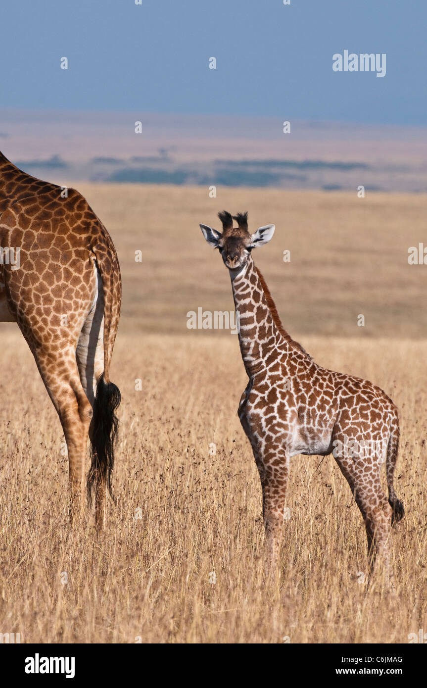 Una giraffa Maasai (Giraffa camelopardalis tippelskirchii) e la sua piccola indagine di vitello le praterie Foto Stock