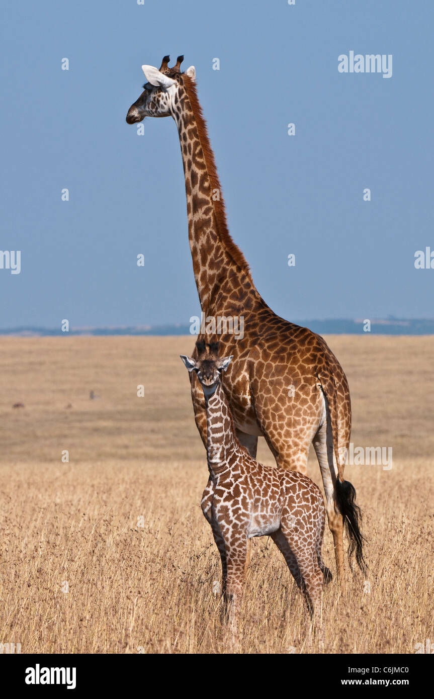 Una giraffa Maasai (Giraffa camelopardalis tippelskirchii) e la sua piccola indagine di vitello le praterie Foto Stock