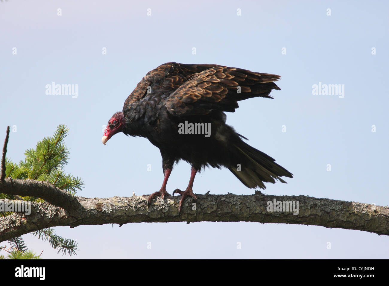 La Turchia vulture arricciatura le sue piume - Nord Pender Isola Foto Stock