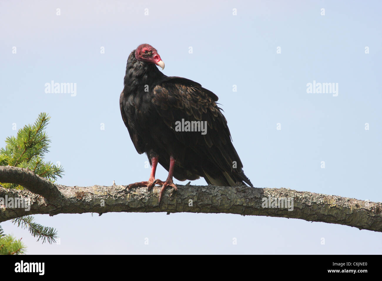 La Turchia vulture sul ramo di albero - Nord Pender Isola Foto Stock