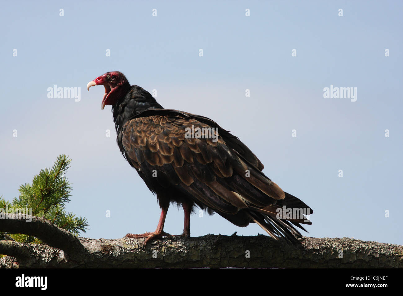 La Turchia vulture con la bocca aperta - Nord Pender Isola Foto Stock