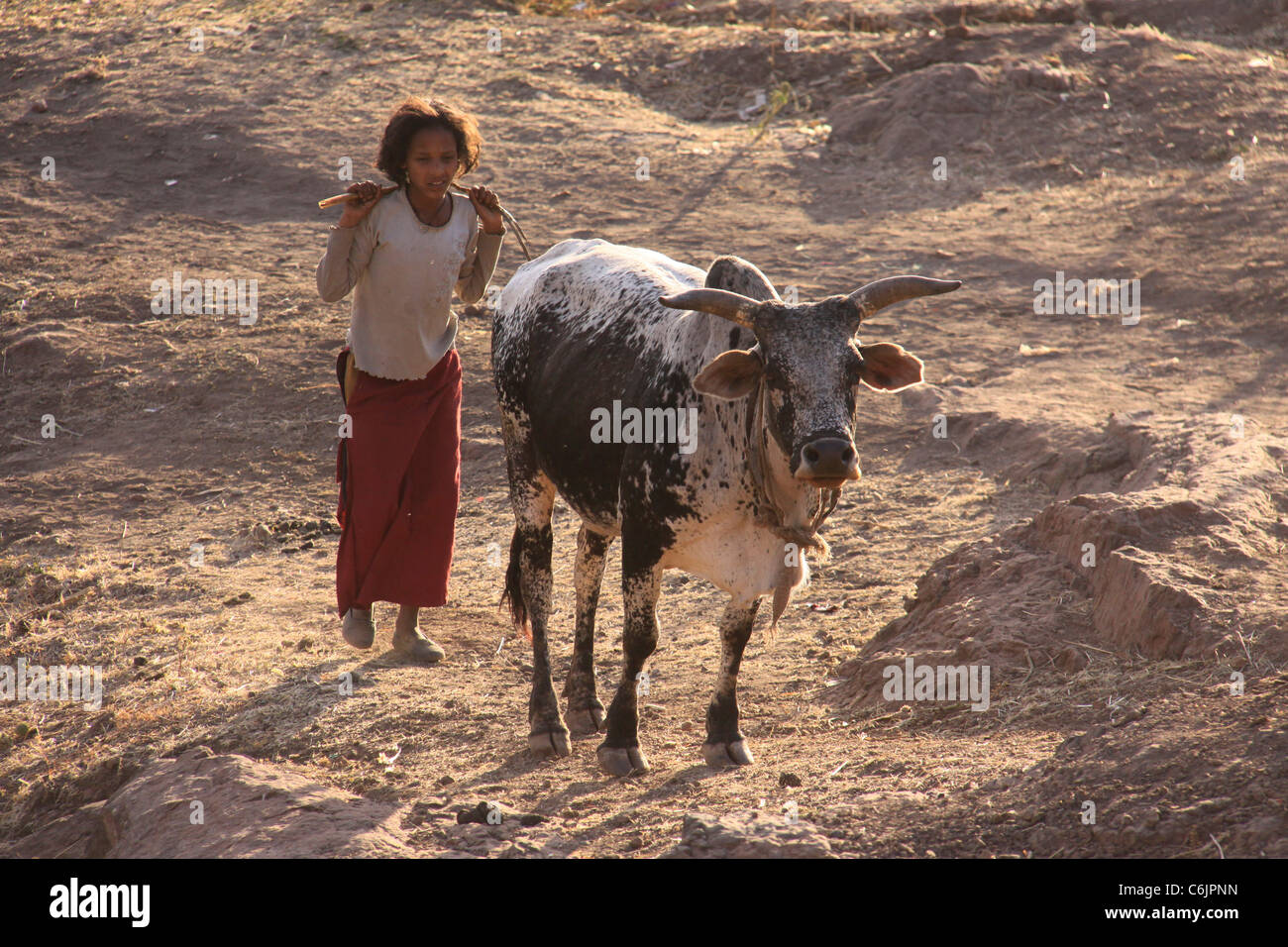 Ragazza giovane imbrancandosi un toro in Etiopia rurale Foto Stock