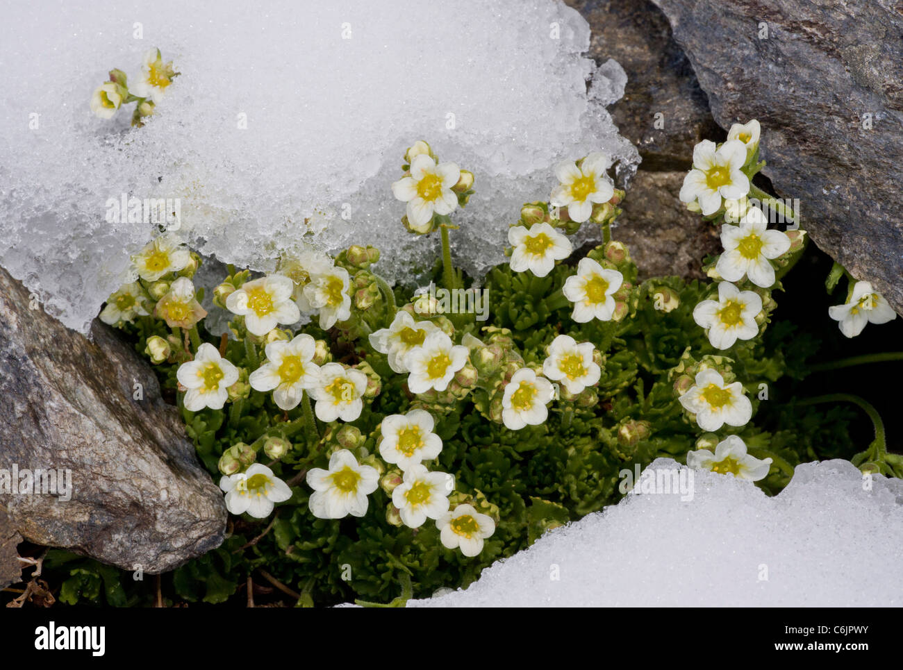 Un muschiato sassifraga, Saxifraga exarata ssp. exarata, all'snowline nelle Alpi Svizzere. Foto Stock