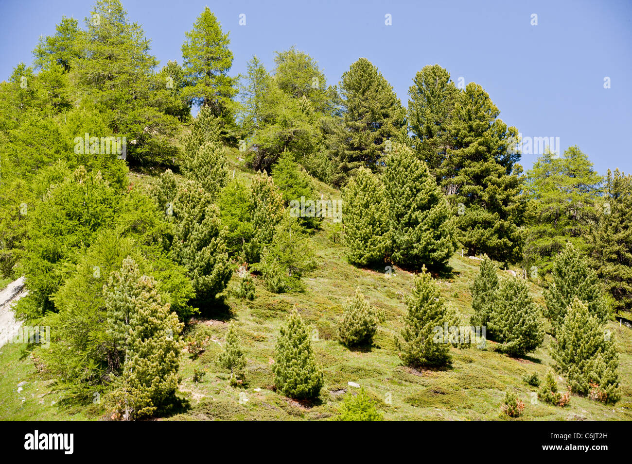 Conifere misti, principalmente Arolla di pini e larici comune su acide pendio di montagna, Alpi Svizzere. Foto Stock