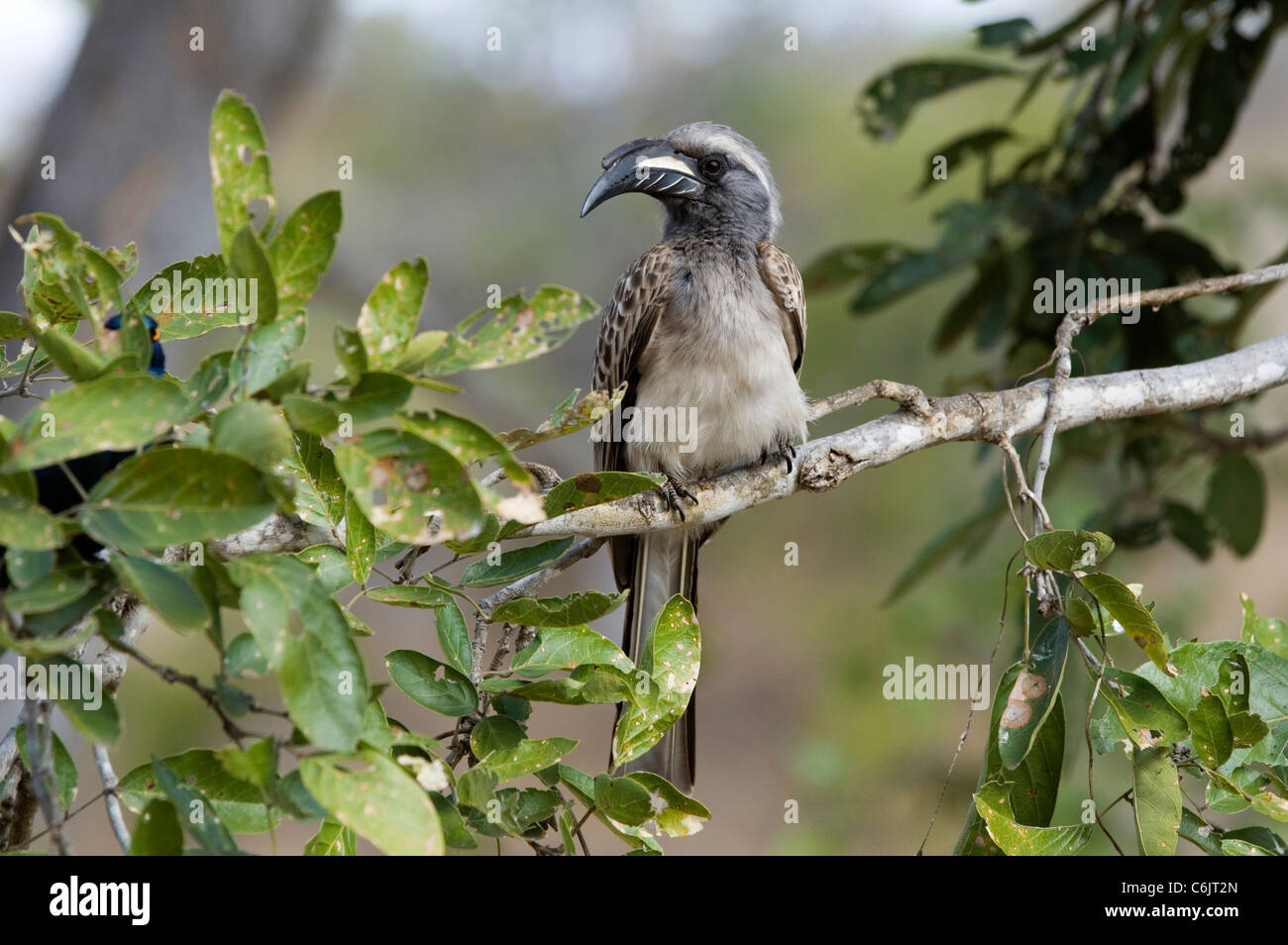Grigio africano Hornbill maschio. Foto Stock