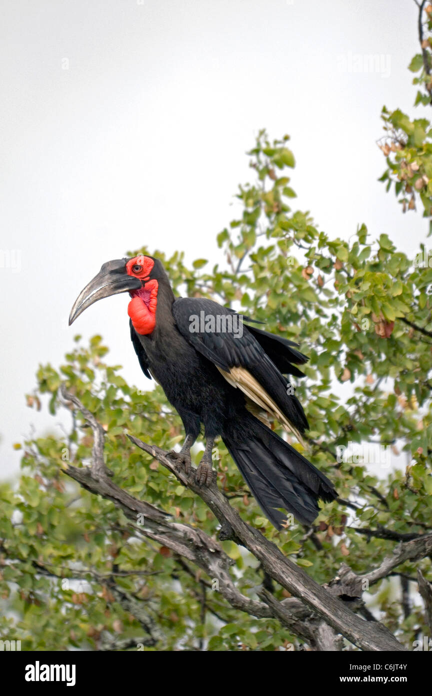 Massa meridionale Hornbill arroccato nella struttura ad albero. Foto Stock