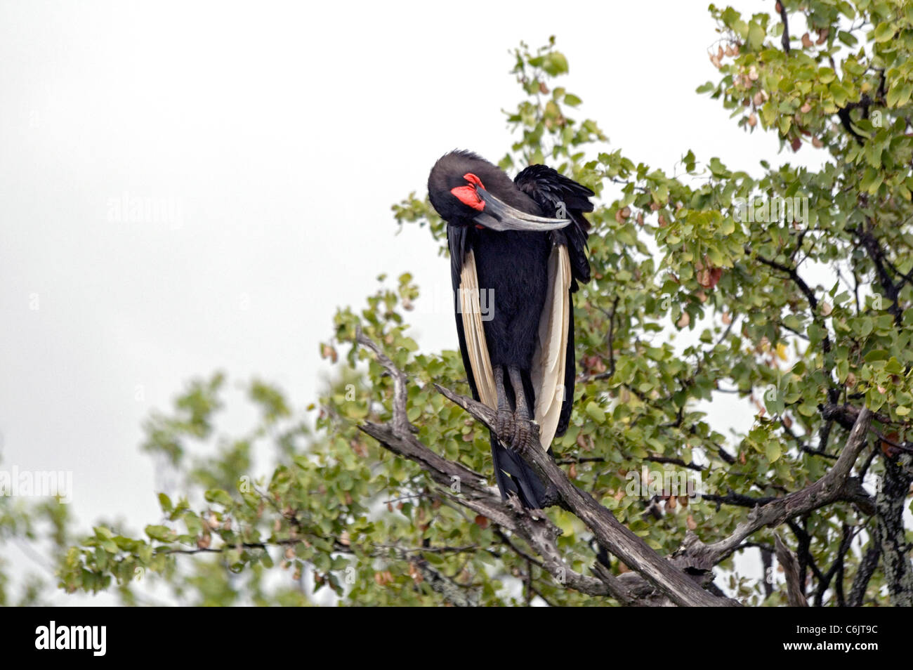 Massa meridionale Hornbill preening nella struttura ad albero. Foto Stock