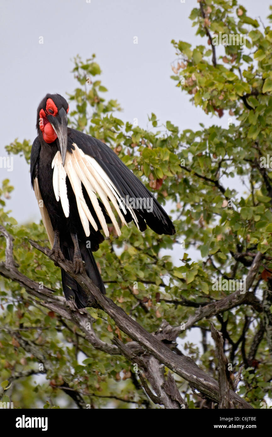 Massa meridionale Hornbill preening nella struttura ad albero. Foto Stock