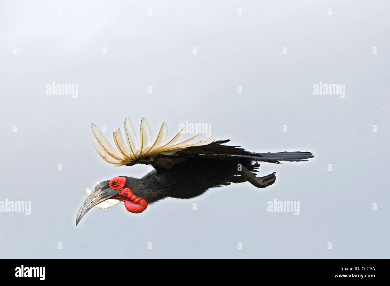 Massa meridionale Hornbill in volo. Foto Stock