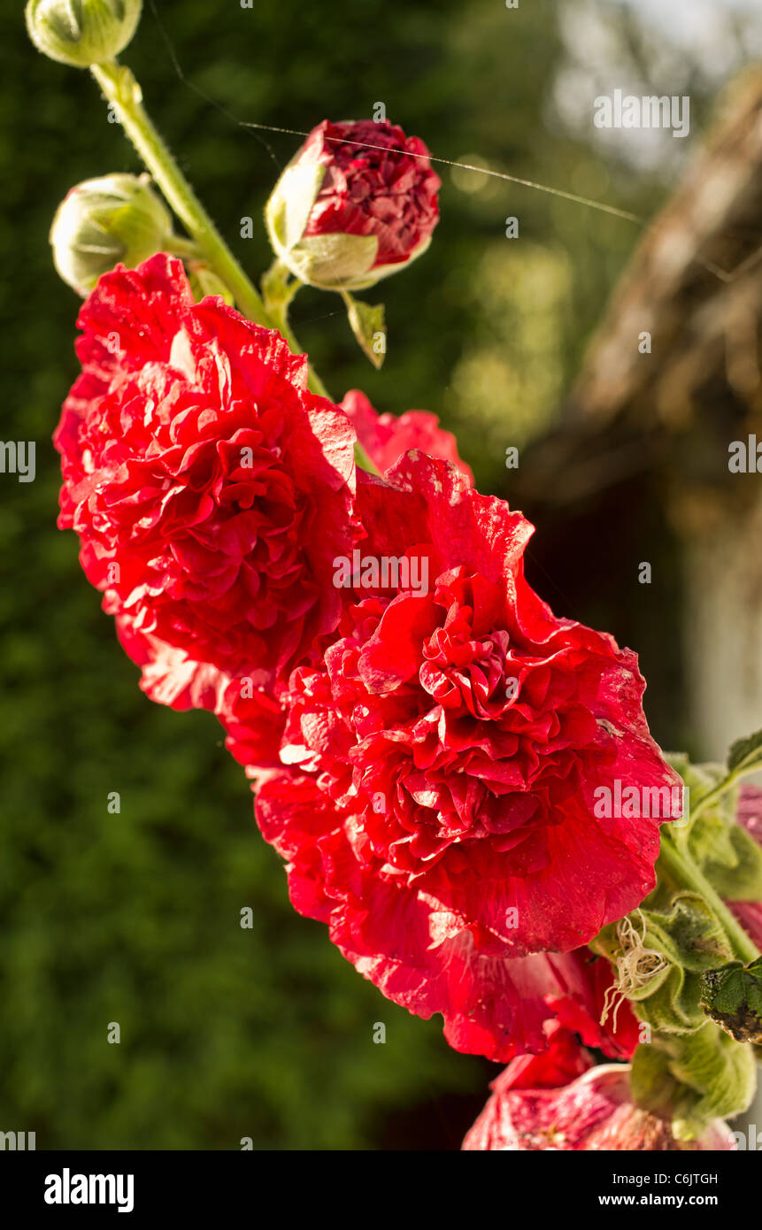 Doppia hollyhock rosso fiori in agosto UK con tracce di spider web attività Foto Stock