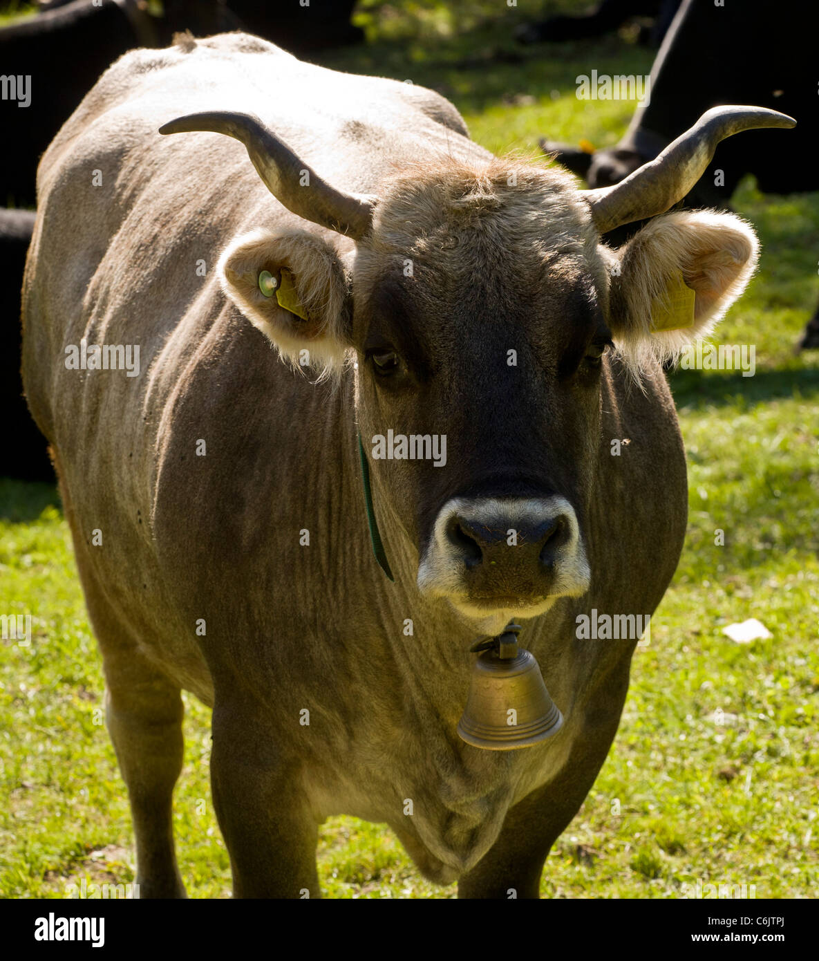 Amichevole mucca alpina con cow-Bell e marchi auricolari; alta Engadina valley, Svizzera. Foto Stock