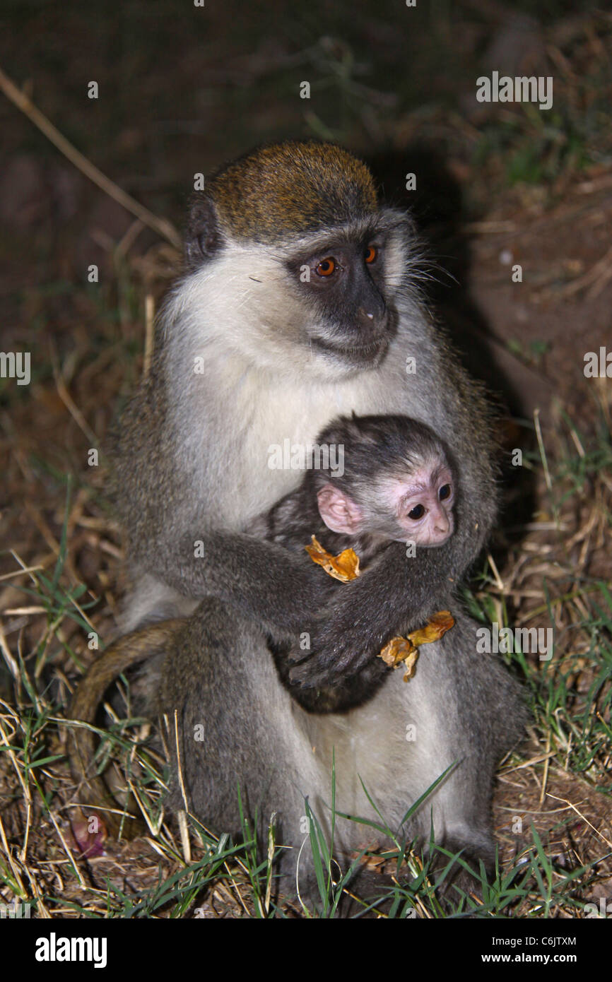 Grivet monkey seduta sul suo haunches tenendo il suo bambino in grembo Foto Stock