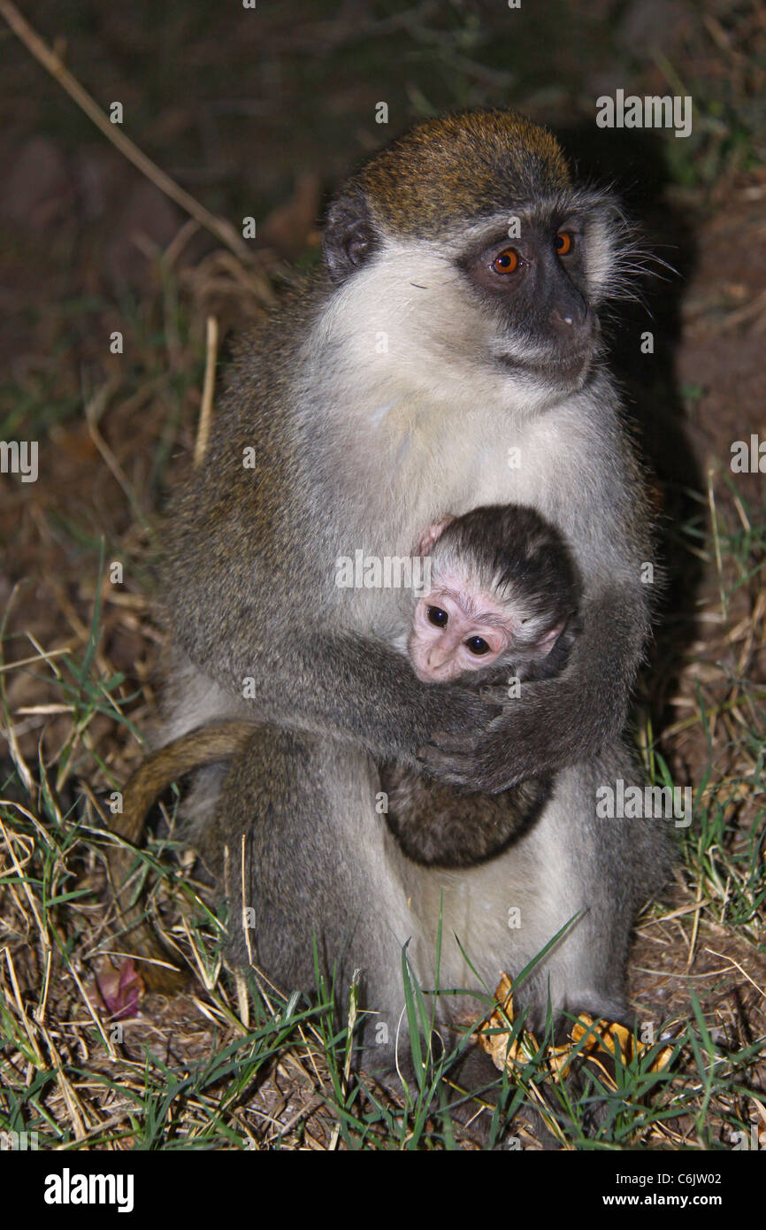 Grivet monkey seduta sul suo haunches tenendo il suo bambino in grembo Foto Stock