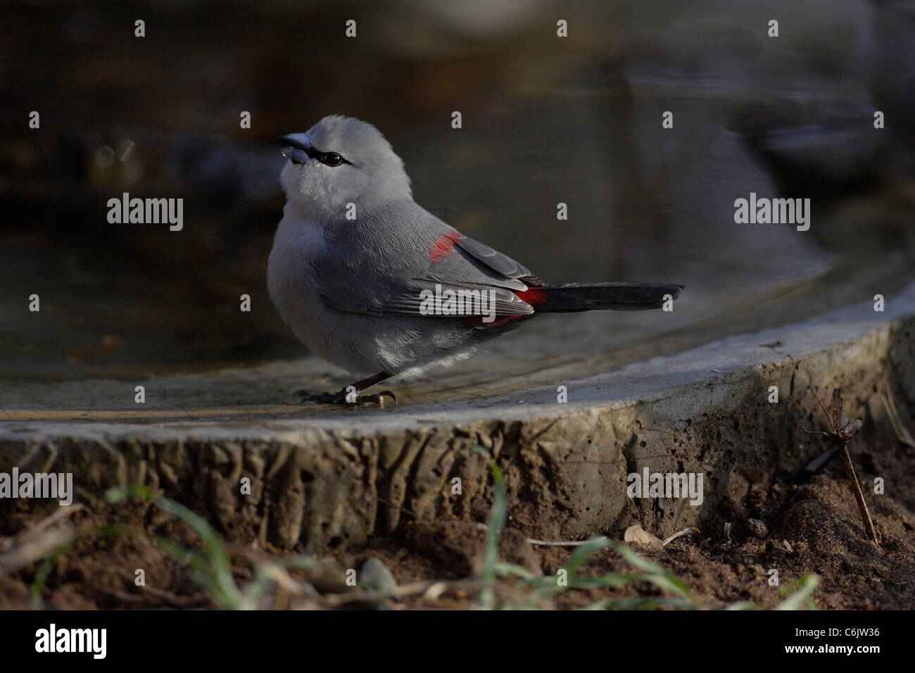 Waxbill grigio a Bagno uccelli Foto Stock