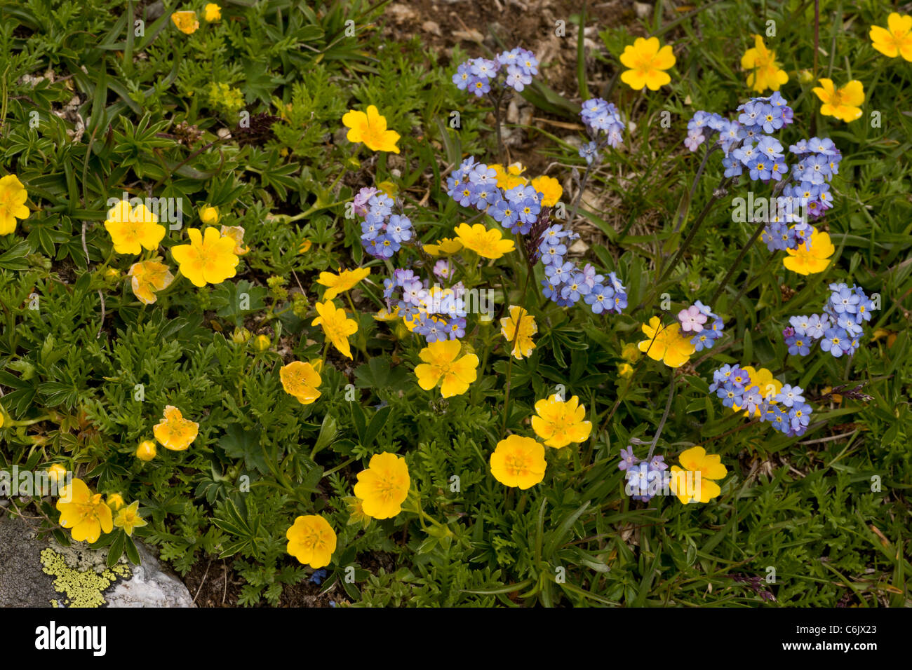 Fiori alpini - Golden cinquefoil e dimenticare alpino-me-non nel manto erboso, a 2200 metri nella parte orientale delle Alpi Svizzere. Foto Stock