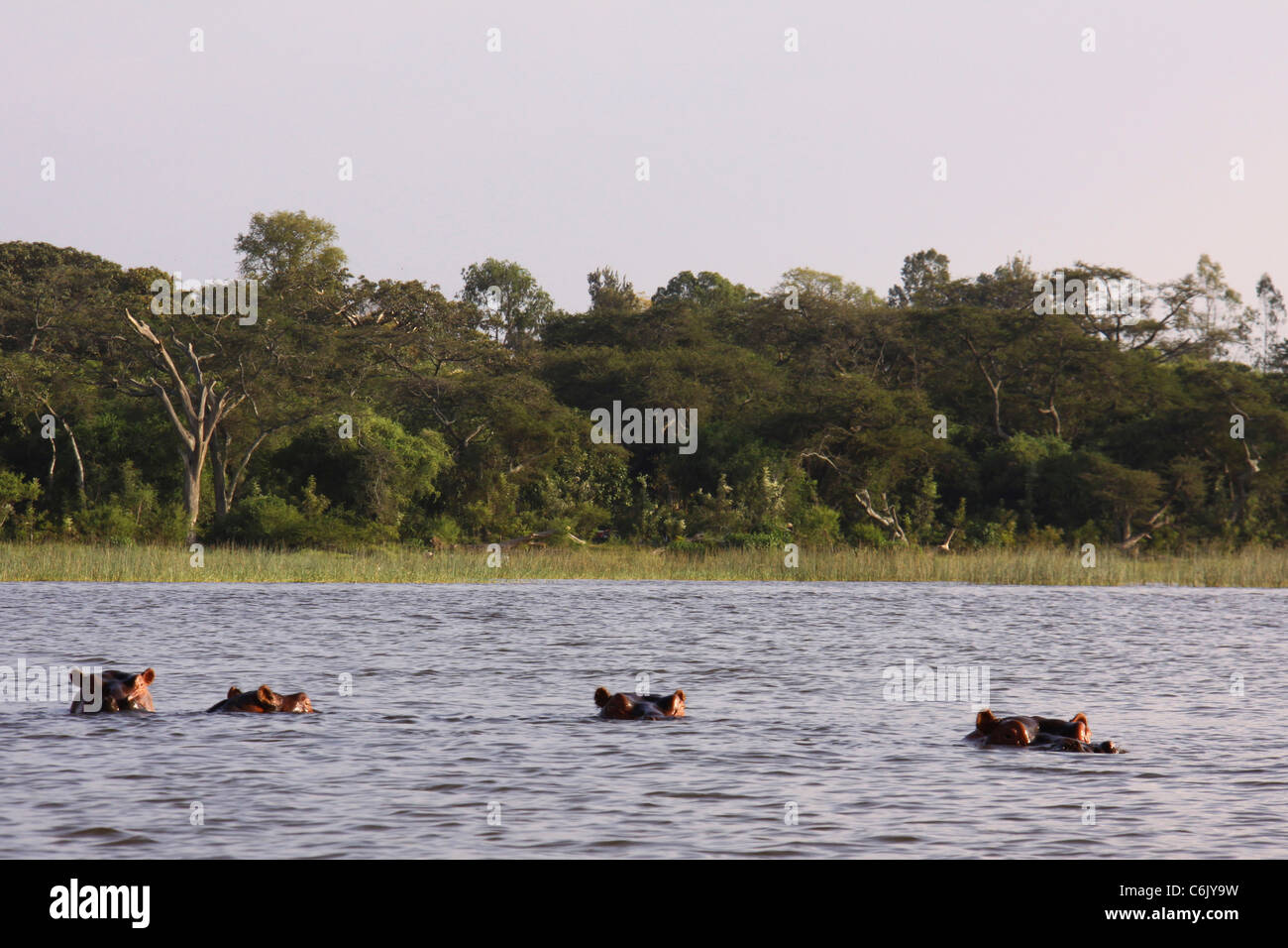 Quattro ippopotami (Hippopotamus amphibius) immerso in acqua con solo gli occhi e le orecchie visibili. Foto Stock