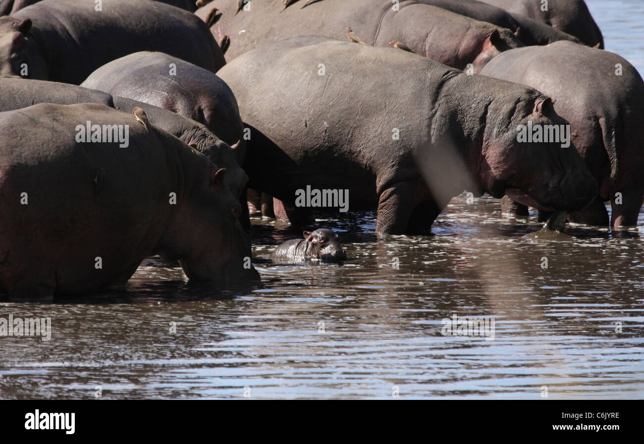 Ippopotamo grande baccello compresi neonato si radunano nei fondali bassi di un fiume Foto Stock