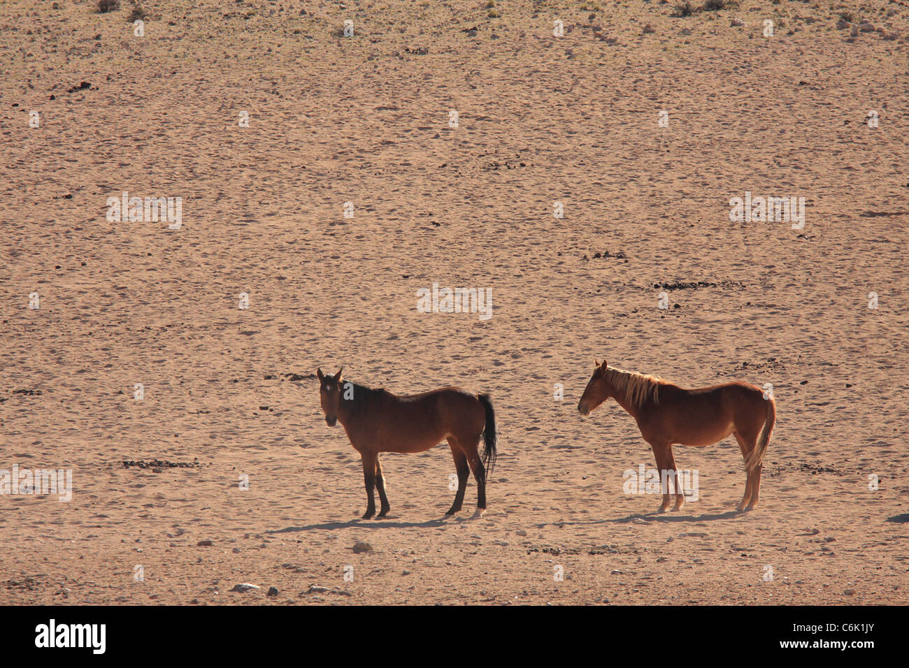 Cavalli selvaggi nel deserto Foto Stock