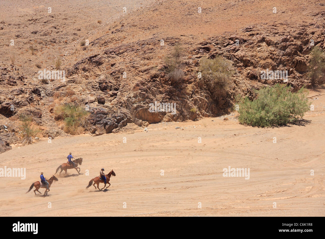Piloti del cavallino nel paesaggio del deserto Foto Stock