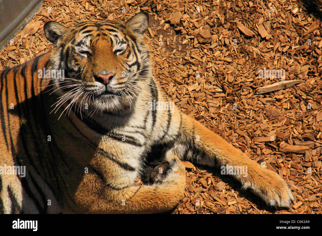 Tiger al Wild Animal Santuario, Denver, Colorado, STATI UNITI D'AMERICA Foto Stock
