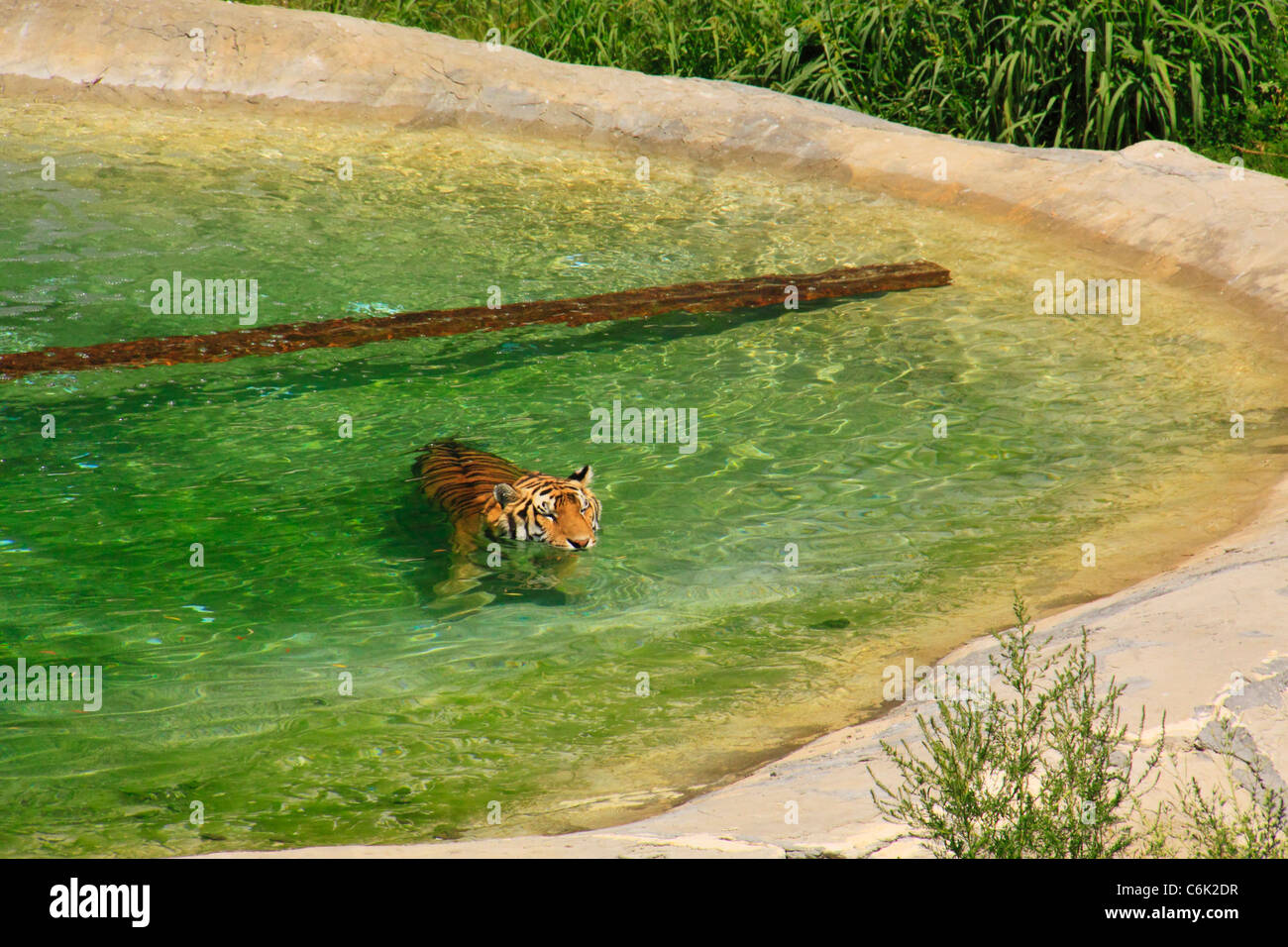 Tiger al Wild Animal Santuario, Denver, Colorado, STATI UNITI D'AMERICA Foto Stock
