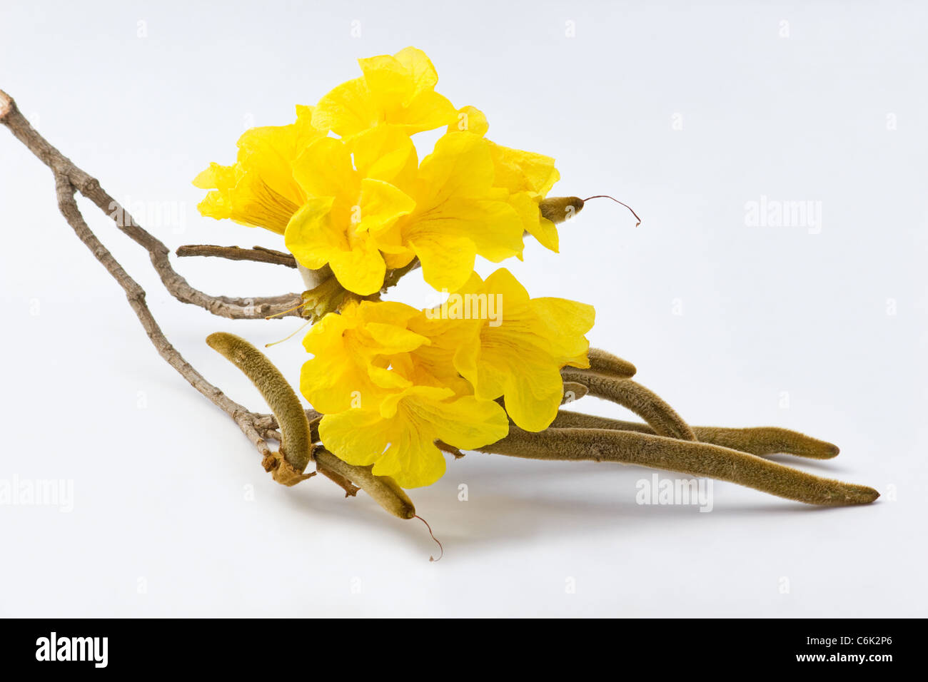(Tabebuia chrysotricha) Golden Tree a campana a fiori e baccelli di semi su sfondo bianco Foto Stock