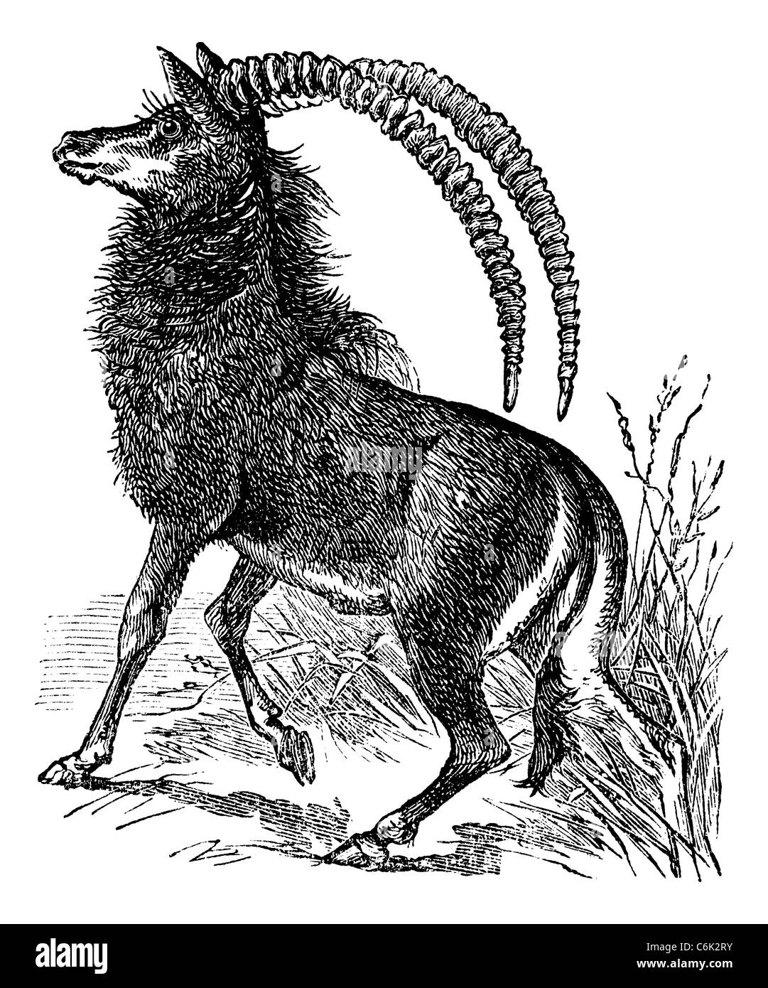 Sable Antelope, aigocerus niger o hippotragus niger vintage incisione. Vecchie illustrazioni incise di un nero Sable Antelope. Foto Stock