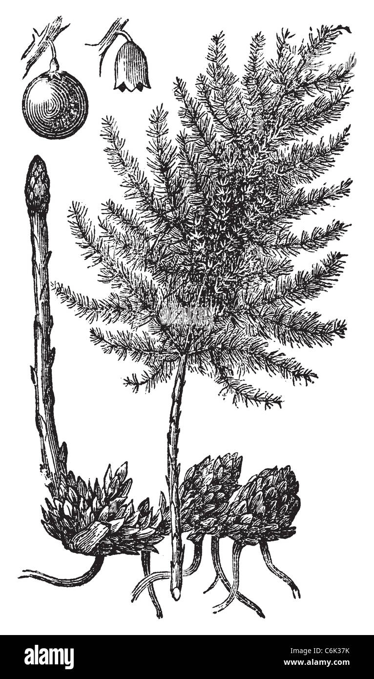 Asparagi o Asparagus officinalis antica incisione. Vecchie illustrazioni incise di asparagi verdure e impianto. Foto Stock