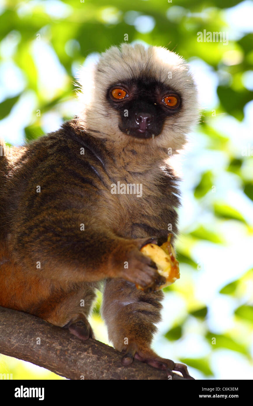 Closeup ritratto di ring-tailed Lemur Foto Stock