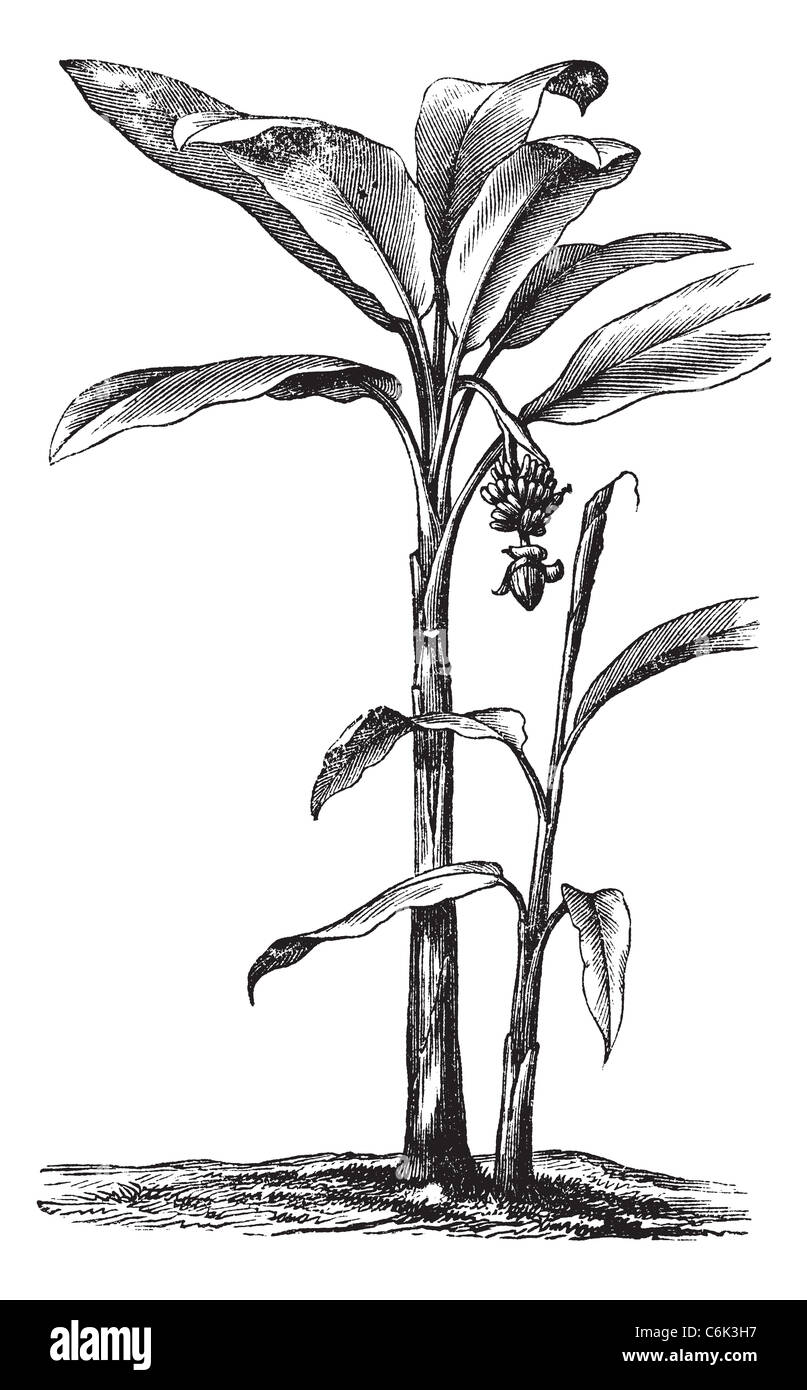 Banana o Musa sp., vintage incisione. Vecchie illustrazioni incise di piante di banana che mostra la frutta e l'infiorescenza. Foto Stock